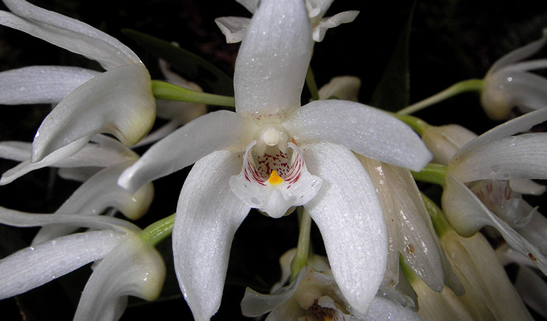 Close up view of a rare beech orchid flower in Border Ranges National Park. Photo credit: Lachlan Copeland &copy; Lachlan Copeland