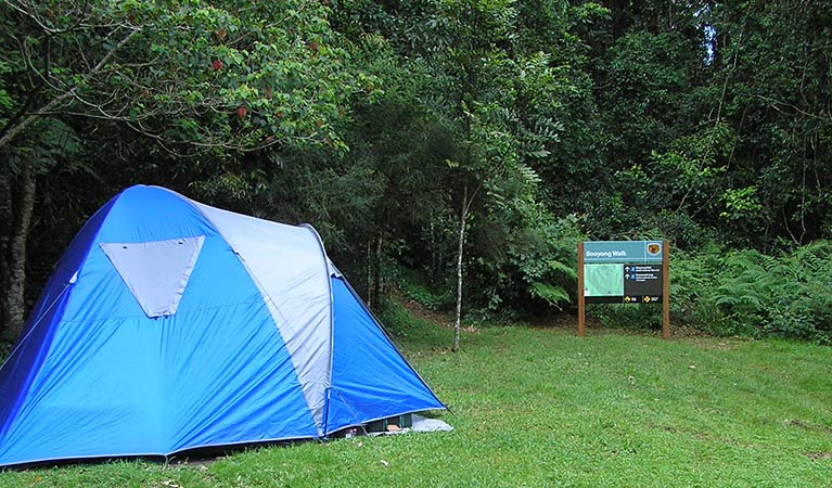 A tent pitched on a grassy site at Forest Tops campground, Border Ranges National Park. Photo credit: Stephen King &copy; Stephen King
