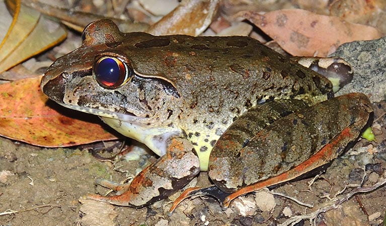 Profile view of a giant barred frog. Photo credit: Lachlan Copeland &copy; Lachlan Copeland