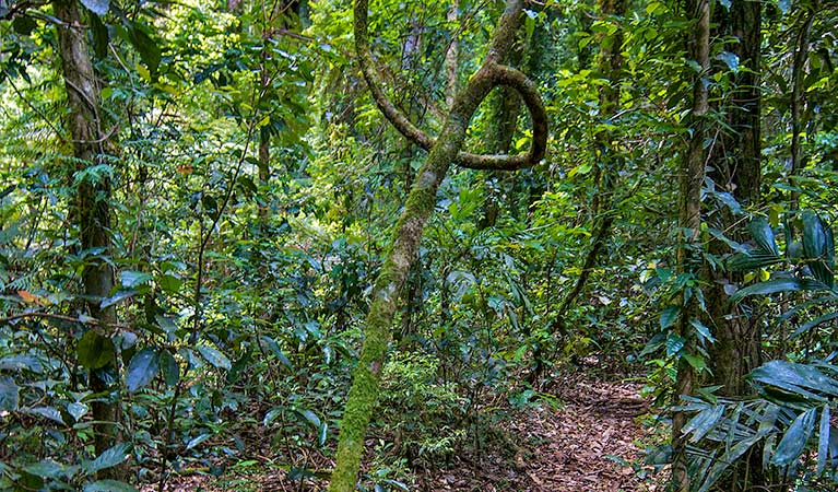 Rainforest along Helmholtzia loop walking track, Border Ranges National Park. Photo credit: John Spencer