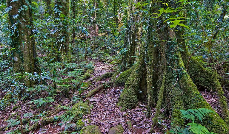 Rainforest along Helmholtzia loop walking track, Border Ranges National Park. Photo credit: John Spencer