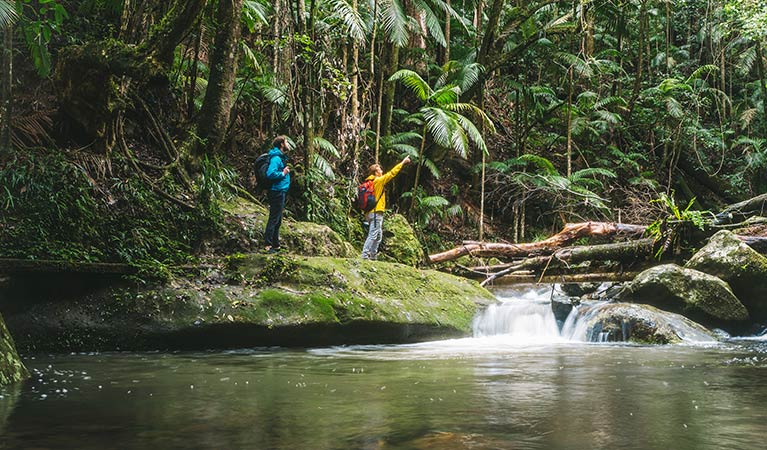 Two men walk beside a creek on Palm Forest walking track, Border Ranges National Park. Photo &copy; Branden Bodman