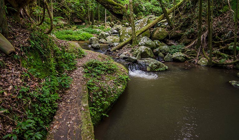 A narrow, creekside path on Palm Forest walking track, Border Ranges National Park. Photo credit: John Spencer &copy; OEH