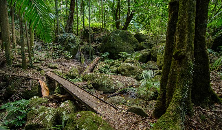 Moss-covered tree trunks on Palm Forest walking track, Border Ranges National Park. Photo credit: John Spencer &copy; OEH