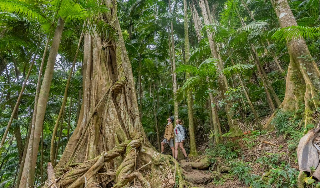 Bushwalkers admiring tall forest trees on Palm Forest walking track. Credit: John Spencer &copy; DPE 