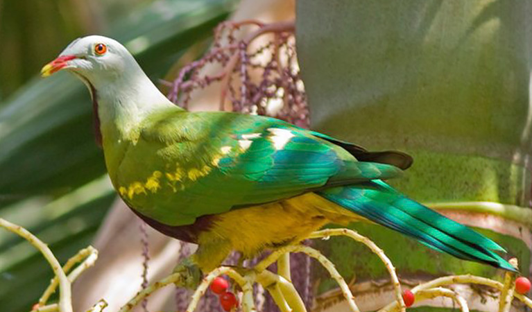 A colourful wompoo fruit dove. Photo &copy; John Turbill