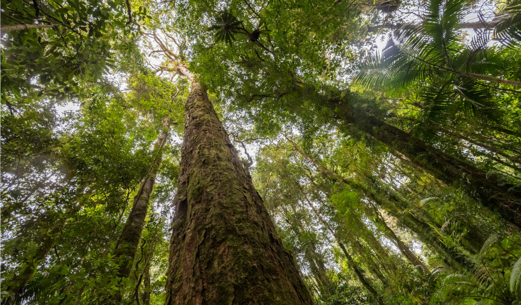 Antarctic beech trees in Border Ranges National Park. Credit: John Spencer &copy; DPE