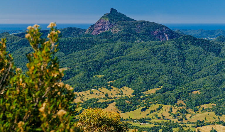 Telephoto zoom view of Wollumbin (Mount Warning) from Pinnacle lookout, Border Ranges National Park. Photo credit: Stephen King/OEH