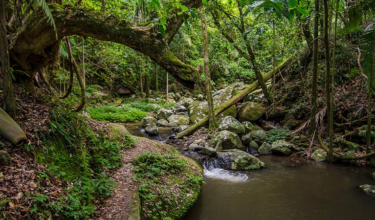 Rainforest creek on Rosewood loop in Border Ranges National Park. Photo credit: John Spencer &copy; DPIE