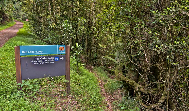 Sign at start of Red Cedar loop, Border Ranges National Park. Photo credit: John Spencer &copy; DPIE