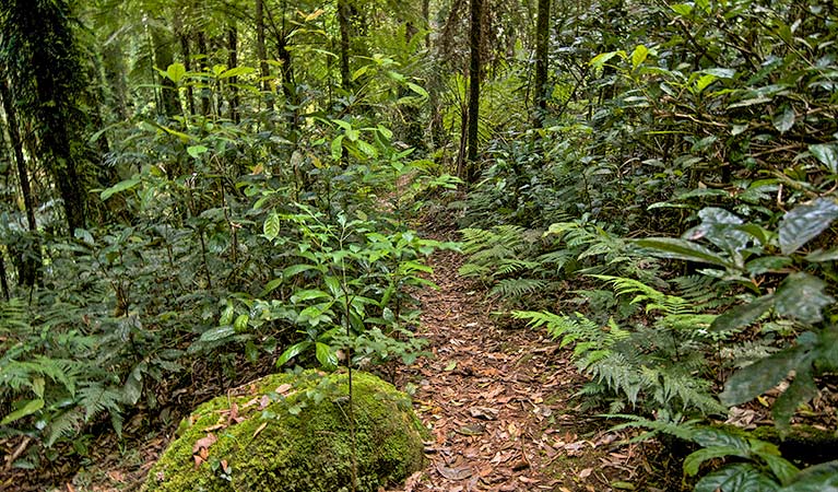 A dirt path through rainforest along Red Cedar loop, Border Ranges National Park. Photo credit: John Spencer &copy; DPIE