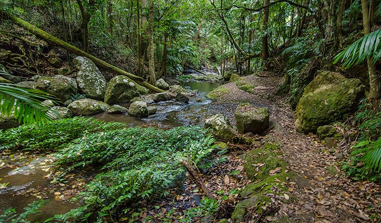 Rainforest creek along Rosewood loop, Border Ranges National Park. Photo credit: John Spencer &copy; DPIE