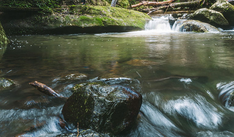 Water rushes around a rock in a creek, Border Ranges National Park. Photo credit: Branden Bodman &copy; Branden Bodman