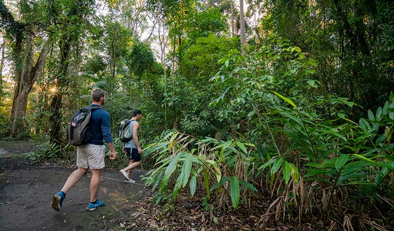 Two men enter rainforest at the start of Palm Forest-Rosewood loop walk, Border Ranges National Park. Photo credit: John Spencer &copy; OEH