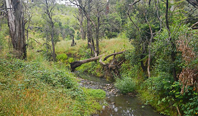 The small creek winding though the forest on Arch loop track, Borenore Karst Conservation Reserve. Photo: Debby McGerty &copy; OEH  