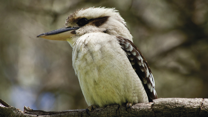 Kookaburra. Photo: &copy; Ian Brown