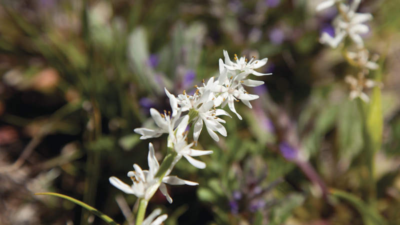 Wildflowers. Photo: &copy; Ian Brown 