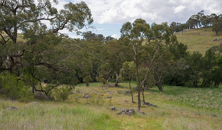 Verandah Cave, Borenore Karst Conservation Reserve. Photo: &copy; Steve Woodhall