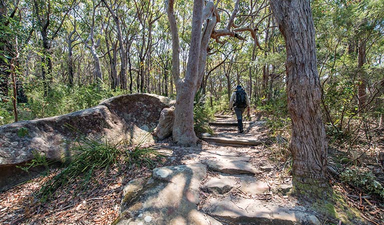 A man walking on the Bouddi Ridge Explorer trail. Photo: John Spencer/DPIE