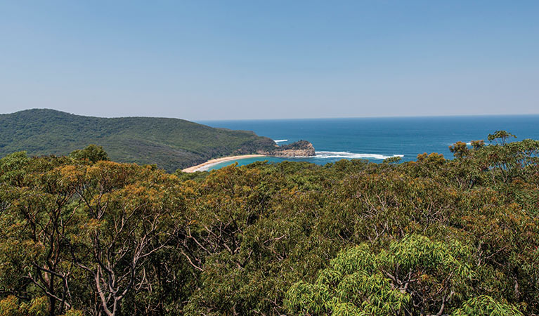 View of the ocean over the tree tops along the Bouddi Ridge Explorer trail. Photo: John Spencer/DPIE