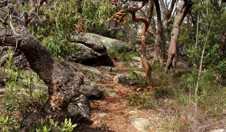 Rocks, grass and trees along the Box Head track. Photo: John Yurasek &copy; OEH