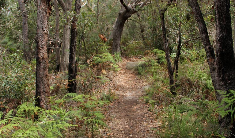 Box Head track, Bouddi National Park. Photo: John Yurasek &copy; OEH