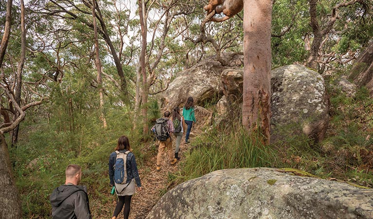 A group of friends bushwalking on Bullimah Spur track. Photo: John Spencer &copy; OEH