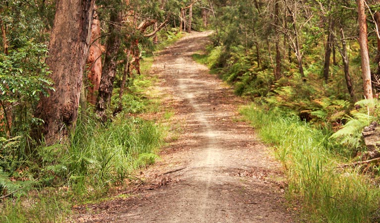 Daleys Point walking track, Bouddi National Park. Photo John Yurasek &copy; OEH