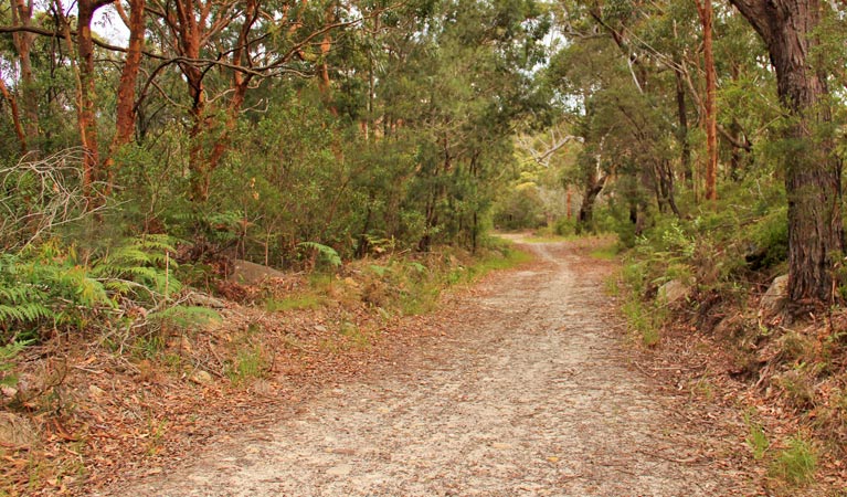 Daleys Point walking track, Bouddi National Park. Photo John Yurasek &copy; OEH