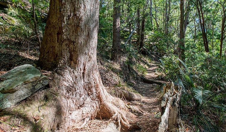 Mount Bouddi walking track, Bouddi National Park. Photo: John Spencer