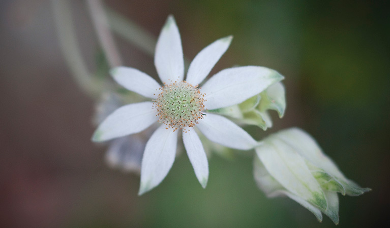 A flannel flower on Strom Loop track. Photo credit: Nick Cubbin. <HTML>&copy; OEH