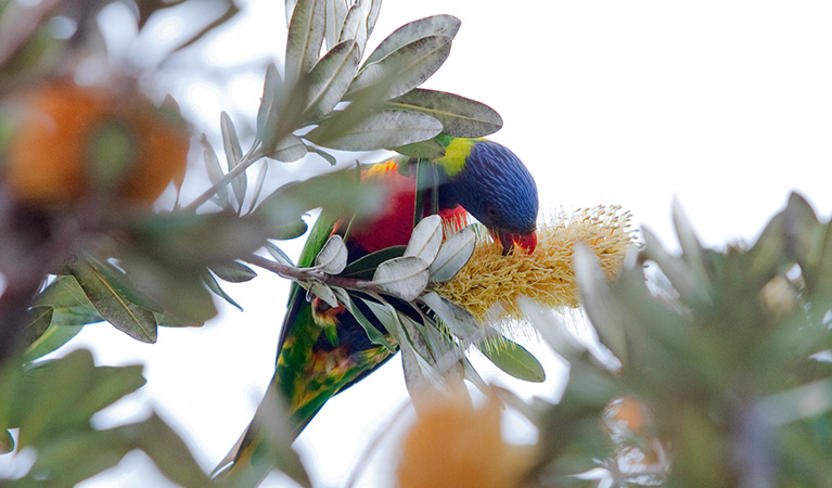 A rainbow lorikeet nibbling on banksia in Bouddi National Park. Photo credit: Nick Cubbin. <HTML>&copy; OEH