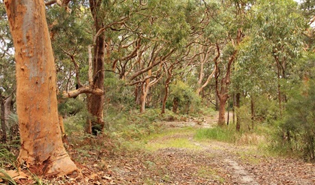 Rocky Point trail, Bouddi National Park. Photo: John Yurasek