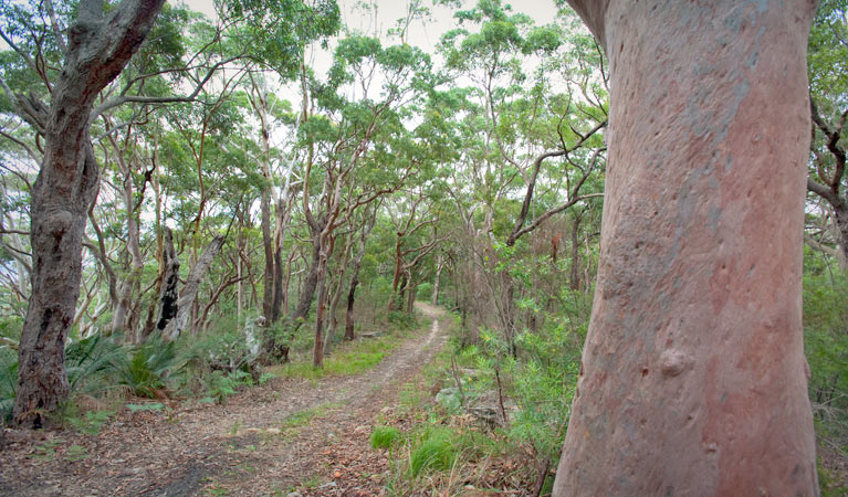 Bushland along Strom loop, Bouddi National Park. Photo: Nick Cubbin