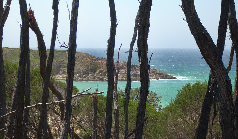 Sandy Creek loop track, Bournda National Park. Photo: BECC/NSW Government