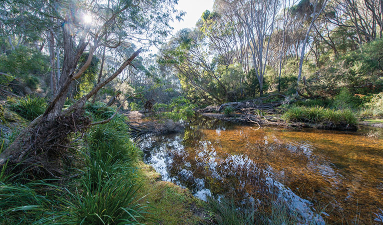 Sandy Creek loop track. Photo: John Spencer/DPIE