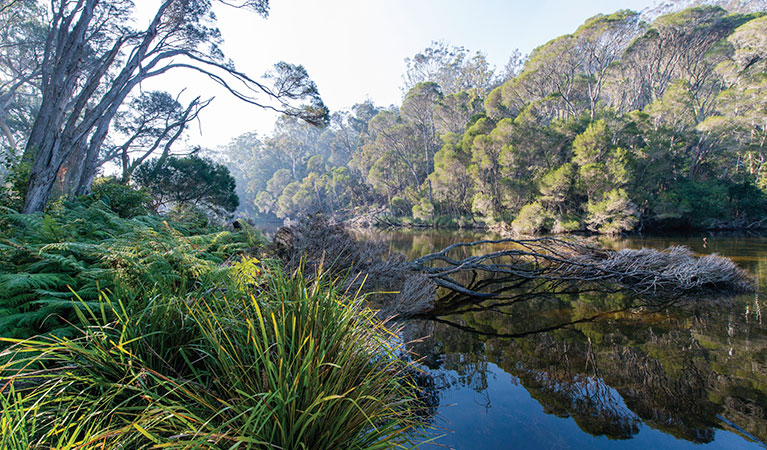 Sandy Creek loop track. Photo: John Spencer &copy; OEH