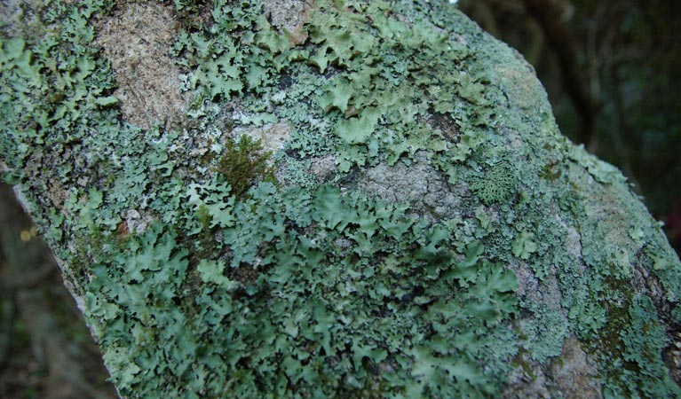 Sandy Creek loop track, Bournda National Park. Photo: BECC/NSW Government