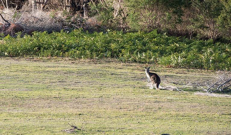 Kangaroo on the grass at Turingal Head picnic area in Bournda National Park. Photo: John Spencer/DPIE