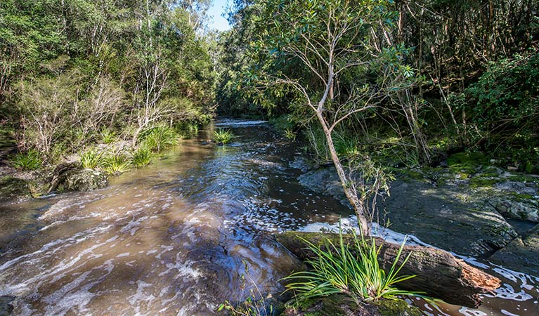 Brimbin picnic area, Brimbin Nature Reserve. Photo: John Spencer