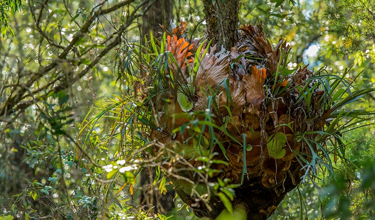 Brimbin picnic area, Brimbin Nature Reserve. Photo: John Spencer