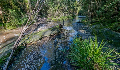 Dawson River walking track, Brimbin Nature Reserve. Photo: John Spencer &copy; OEH