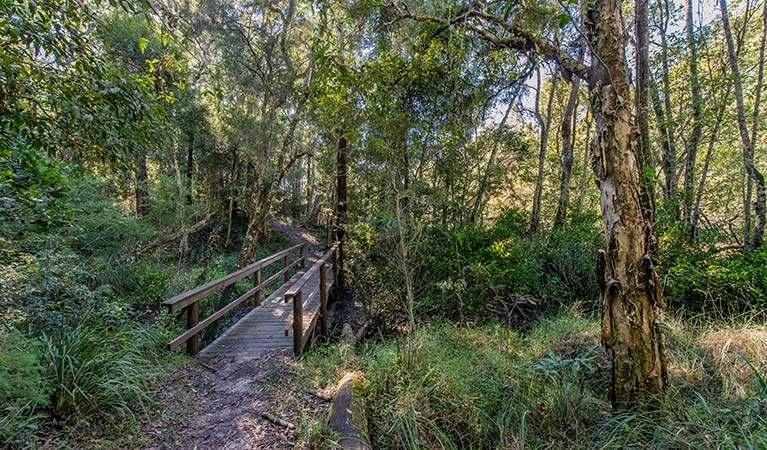 Dawson River walking track, Brimbin Nature Reserve. Photo: John Spencer &copy; OEH