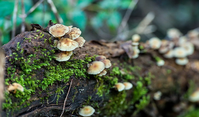 Dawson River walking track, Brimbin Nature Reserve. Photo: John Spencer &copy; OEH