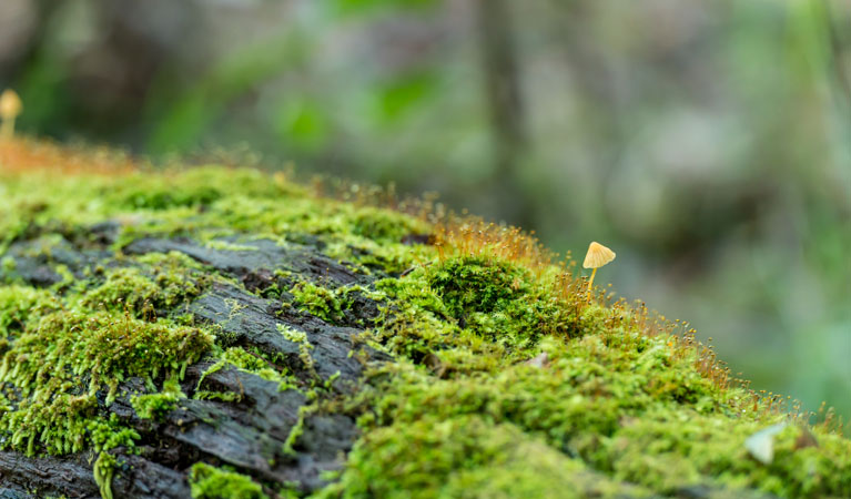 Ms Kellys walking track, Brimbin Nature Reserve. Photo: John Spencer &copy; OEH