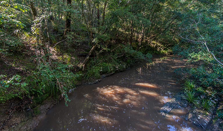 Ms Kellys walking track, Brimbin Nature Reserve. Photo: John Spencer