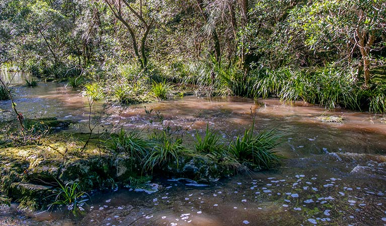 Ms Kellys walking track, Brimbin Nature Reserve. Photo: John Spencer