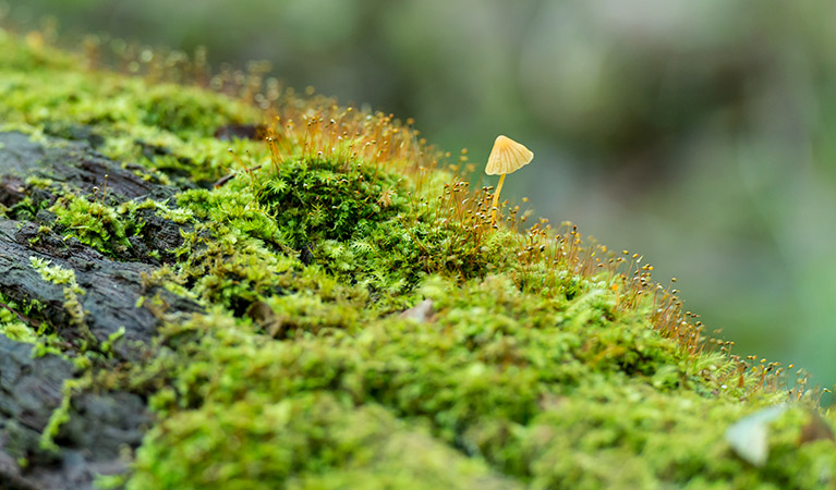 Brimbin Nature Reserve. Photo: John Spencer/OEH