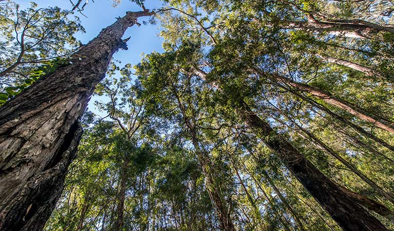 Brimbin Nature Reserve. Photo: John Spencer/OEH