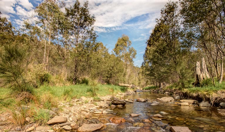 Flea Creek campground, Brindabella National Park. Photo: Murray van der Veer/NSW Government